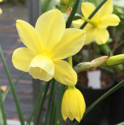 Narcissus triandrus 'Woodstar' 
